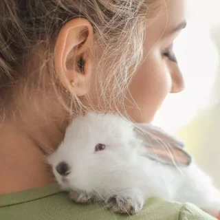leaping bunny